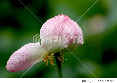 雨後の枯れ花 55899547