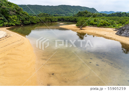 沖縄　石垣島　吹通川マングローブ群落 55905259