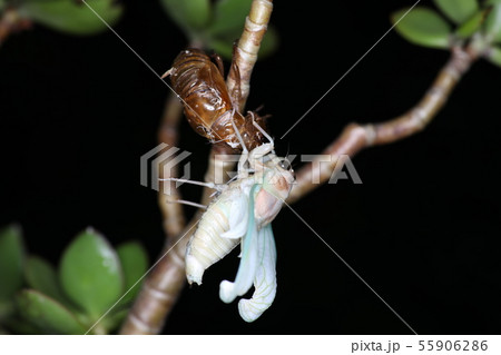 アブラゼミの羽化 アブラゼミの羽化 55906286