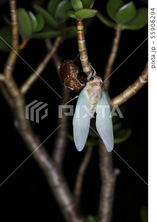 アブラゼミの羽化 アブラゼミの羽化 55906294