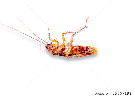 A single dead cockroach isolated A single dead cockroach isolated 55907192
