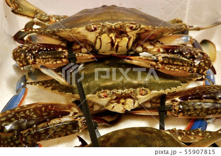 蟹 55907815