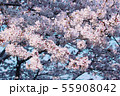 桜 55908042