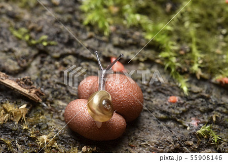 粘菌 粘菌 55908146