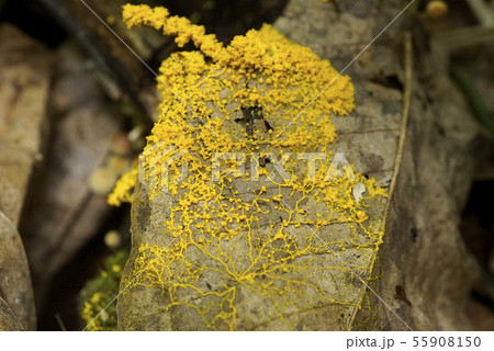 粘菌 粘菌 55908150