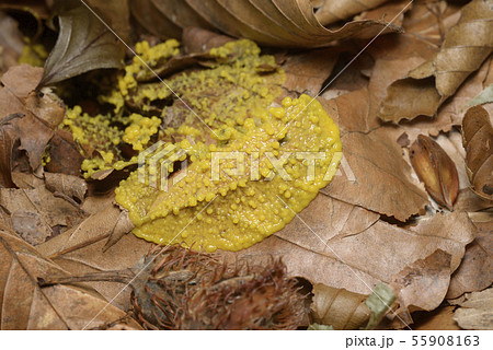 粘菌 粘菌 55908163