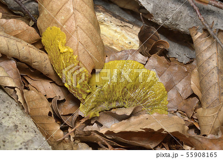 粘菌 粘菌 55908165