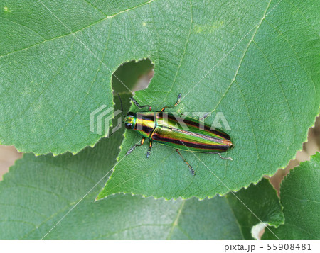 ヤマトタマムシ 55908481