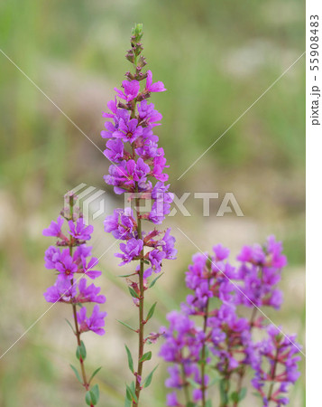 ミソハギ 55908483