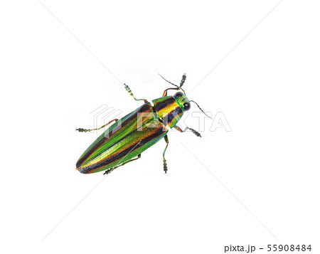 ヤマトタマムシ 55908484