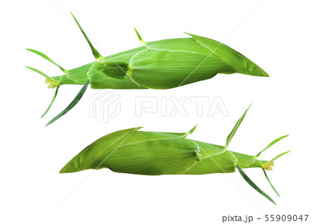Corn isolated on a white background Corn isolated on a white background 55909047