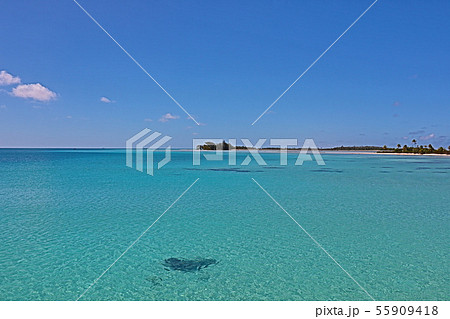 海 海 55909418