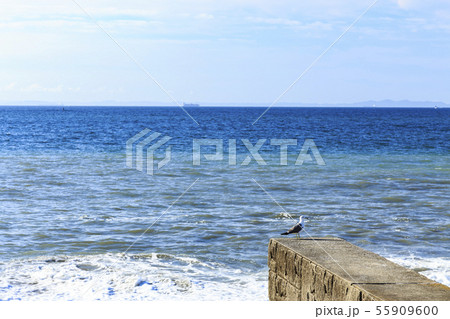 海（夏） 55909600