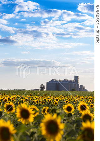 the grain elevator 55909676