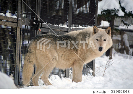 シンリンオオカミ 55909848