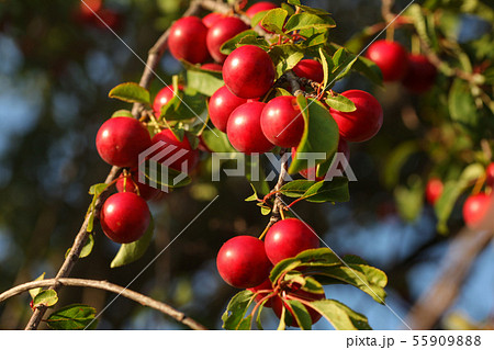 Red Mirabelle Plum / Prune (Prunus domestica Red Mirabelle Plum / Prune (Prunus domestica 55909888