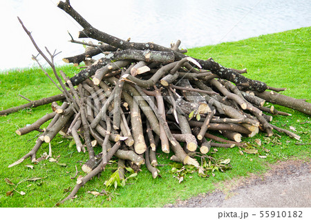 Pile of sawed wood and cut tree branches. 55910182