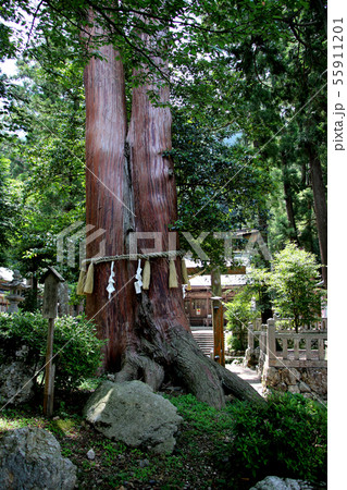 日本一低い中央分水界に隣接するいそべ神社の前の御神木 夫婦檜 兵庫県丹波市氷上町石生にて 日本一低い中央分水界に隣接するいそべ神社の前の御神木 夫婦檜 兵庫県丹波市氷上町石生にて 55911201