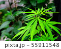Closeup shot medical  green cannabis growing on a 55911548