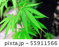 Closeup shot medical  green cannabis growing on a 55911566