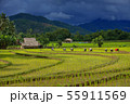Thailand farmers rice planting working on the 55911569