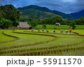 Thailand farmers rice planting working on the 55911570