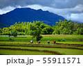 Thailand farmers rice planting working on the 55911571