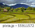 Thailand farmers rice planting working on the 55911572