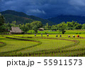 Thailand farmers rice planting working on the 55911573