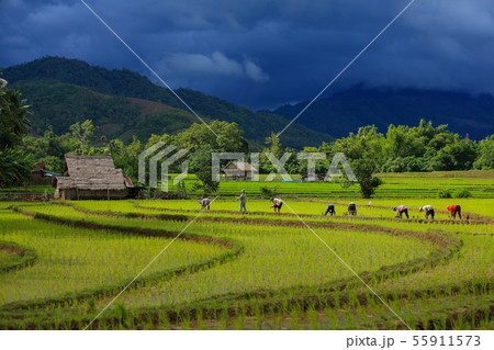 Thailand farmers rice planting working on the Thailand farmers rice planting working on the 55911573