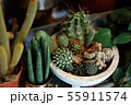 side view of a many pot full of cactus succulent 55911574