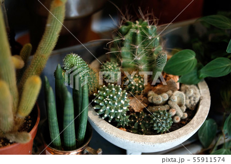 side view of a many pot full of cactus succulent 55911574
