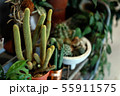 side view of a many pot full of cactus succulent 55911575