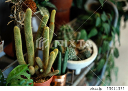side view of a many pot full of cactus succulent side view of a many pot full of cactus succulent 55911575