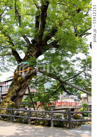 大ケヤキの根からなる 木の根橋 丹波市観光協会 かいばら観光案内所向かい側縦位置撮影 丹波市柏原町 大ケヤキの根からなる 木の根橋 丹波市観光協会 かいばら観光案内所向かい側縦位置撮影 丹波市柏原町 55912151