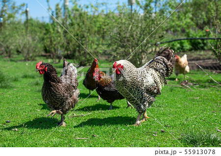 rooster and chickens graze on green grass. rooster and chickens graze on green grass. 55913078