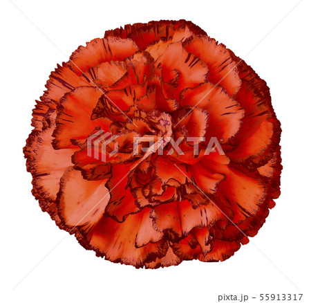 Red carnation flower on a white isolated Red carnation flower on a white isolated 55913317