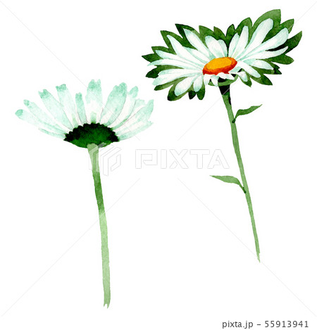 White daisy floral botanical flowers. Watercolor background illustration set. Isolated daisies White daisy floral botanical flowers. Watercolor background illustration set. Isolated daisies 55913941