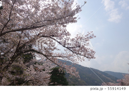 京都　嵐山　桜 55914149