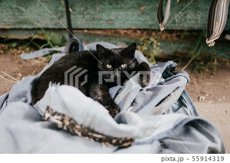 Resting village black cat 55914319