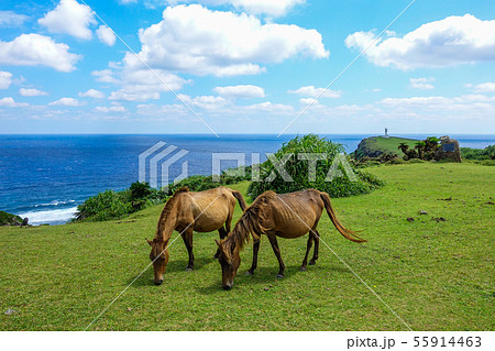 与那国馬 55914463