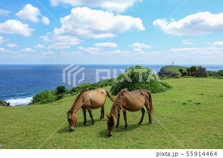 与那国馬 与那国馬 55914464