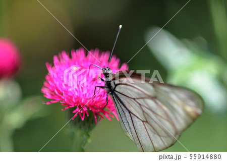 エゾシロチョウ 55914880