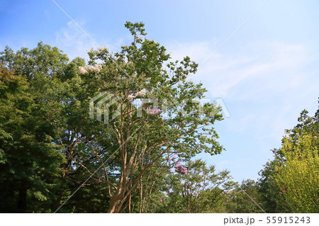 夏の公園 サルスベリの花 夏の公園 サルスベリの花 55915243