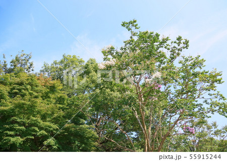 夏の公園　サルスベリの花 55915244
