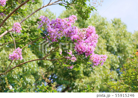 サルスベリの花 サルスベリの花 55915246