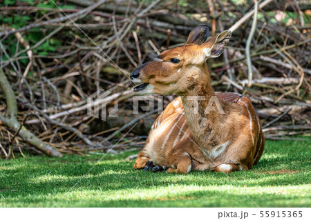 Nyala Antelope - Tragelaphus angasii. Wild life Nyala Antelope - Tragelaphus angasii. Wild life 55915365
