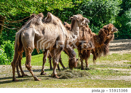 Bactrian camel, Camelus bactrianus in a german zoo 55915366