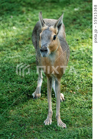 Patagonian Mara, Dolichotis patagonum are large 55915368