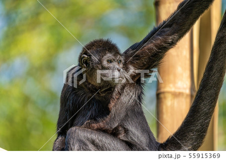The black-headed spider monkey, Ateles fusciceps 55915369
